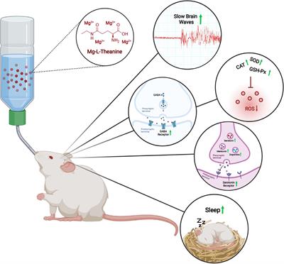 A Novel Theanine Complex, Mg-L-Theanine Improves Sleep Quality via Regulating Brain Electrochemical Activity